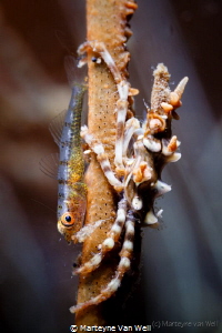 Peaceful coexistence? A Whip Coral Goby with a Xeno Crab by Marteyne Van Well 